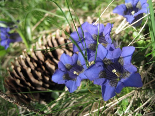 Enzian mit Tannenzapfen