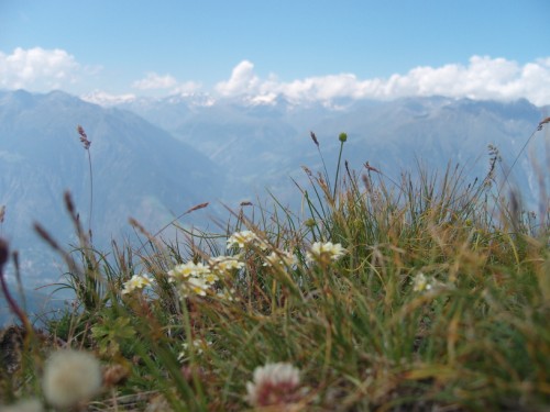 Bergblumen mit Panorama