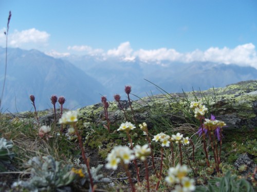 Bergblumen mit Panorama
